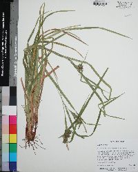 Carex intumescens var. intumescens image