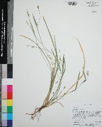 Carex chapmanii image