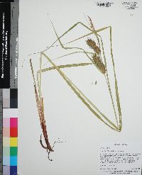 Carex lupuliformis image