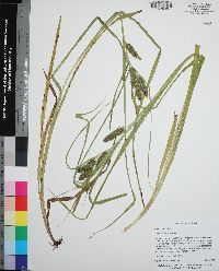 Carex aureolensis image