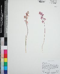 Calopogon multiflorus image