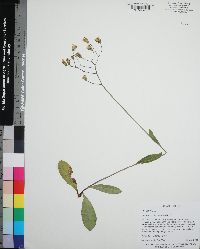 Hieracium megacephalon image