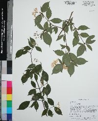 Cornus asperifolia image