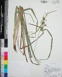 Carex gigantea image