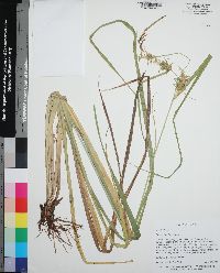 Carex gigantea image