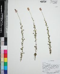 Dalea carnea image