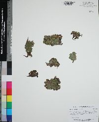 Salvinia cucullata image