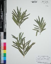 Podocarpus macrophyllus image