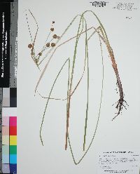 Oxycaryum cubense image