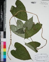 Dioscorea alata image