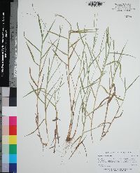 Digitaria violascens image