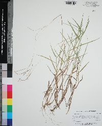 Digitaria violascens image