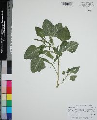 Amaranthus viridis image