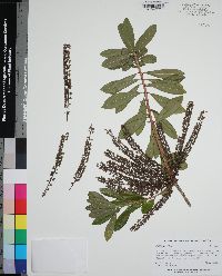 Cyrilla racemiflora image