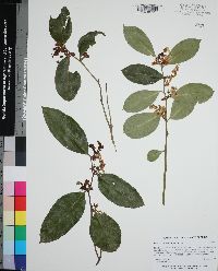 Leucothoe axillaris image