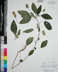 Acalypha arvensis image