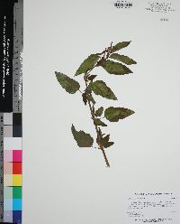 Melochia corchorifolia image