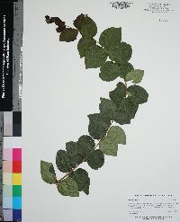 Eugenia uniflora image