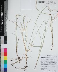 Rhynchospora colorata image