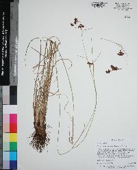 Rhynchospora microcarpa image