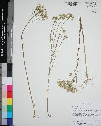 Polygala balduinii image