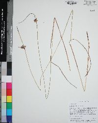 Scleria baldwinii image