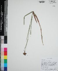 Fuirena breviseta image