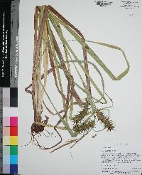 Carex gigantea image