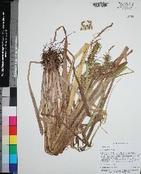 Carex gigantea image