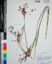 Cladium jamaicense image
