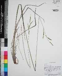 Paspalum praecox image