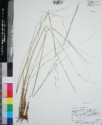 Aristida palustris image