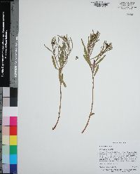 Stillingia tenuis image