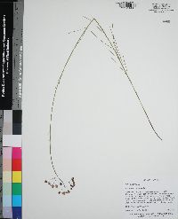 Asclepias cinerea image