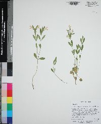 Scutellaria multiglandulosa image