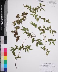 Lygodium microphyllum image
