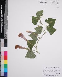 Ipomoea macrorhiza image