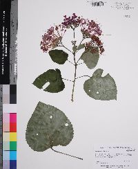 Clerodendrum bungei image