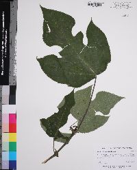 Broussonetia papyrifera image