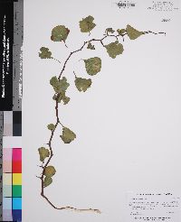 Crataegus michauxii image