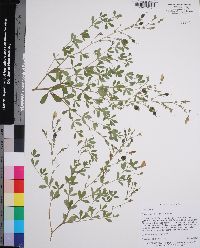 Baptisia lecontei image