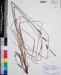 Carex verrucosa image