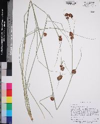 Rhynchospora cephalantha image