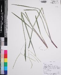 Axonopus furcatus image
