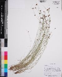 Rhynchospora wrightiana image
