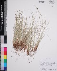 Eleocharis vivipara image