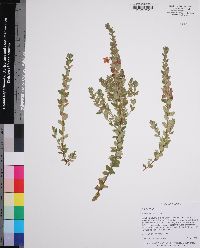 Kalmia hirsuta image