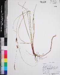 Carex striata image