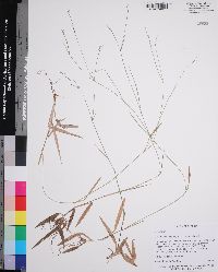 Dichanthelium dichotomum subsp. lucidum image
