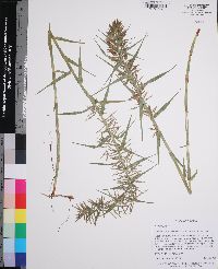 Dulichium arundinaceum var. arundinaceum image